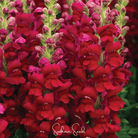 Snapdragon, Defiance (Antirrhinum majus) - 200 Seeds seed packet from Seed Therapy – American - grown, heirloom seeds