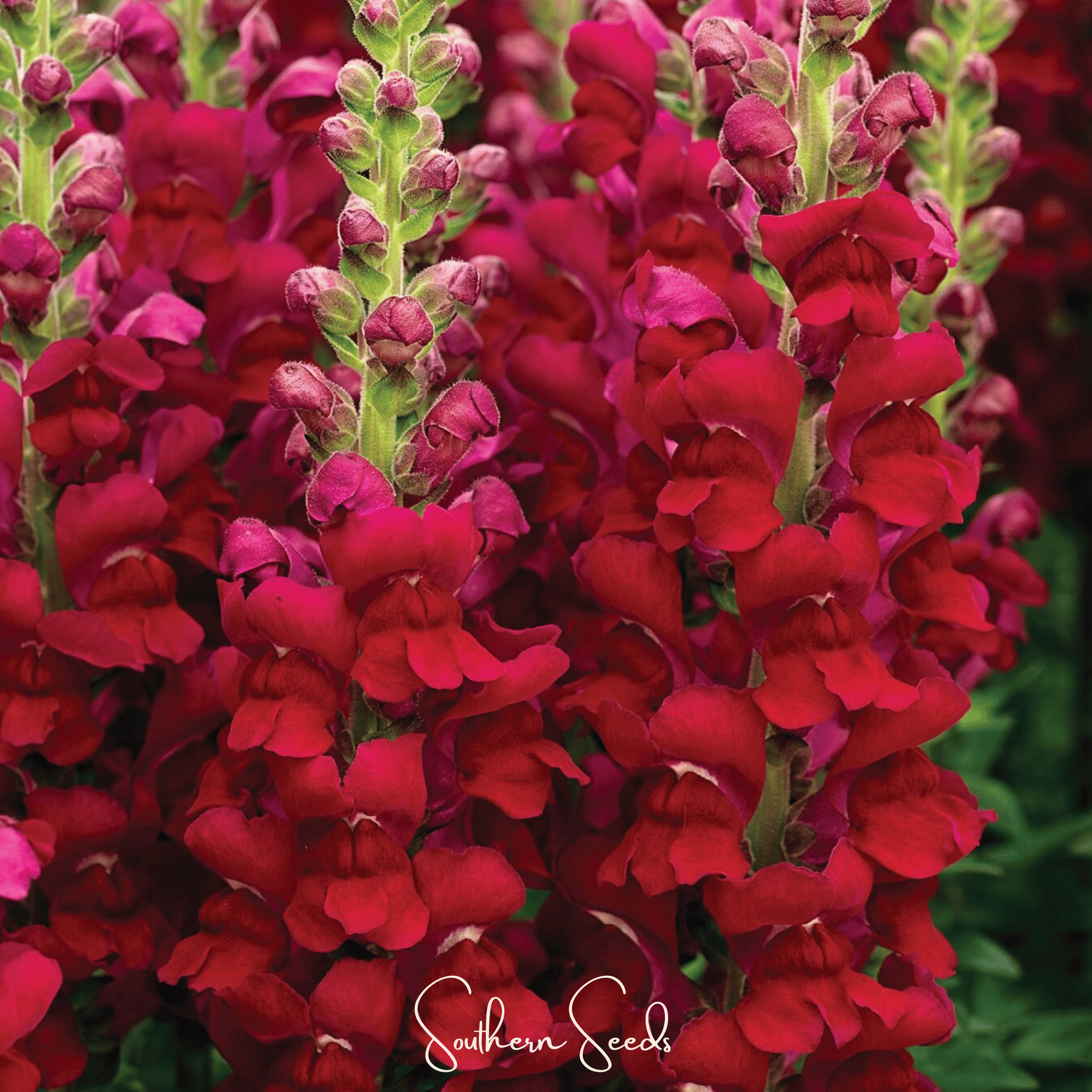 Snapdragon, Defiance (Antirrhinum majus) - 200 Seeds seed packet from Seed Therapy – American - grown, heirloom seeds