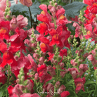 Snapdragon, Defiance (Antirrhinum majus) - 200 Seeds seed packet from Seed Therapy – American - grown, heirloom seeds
