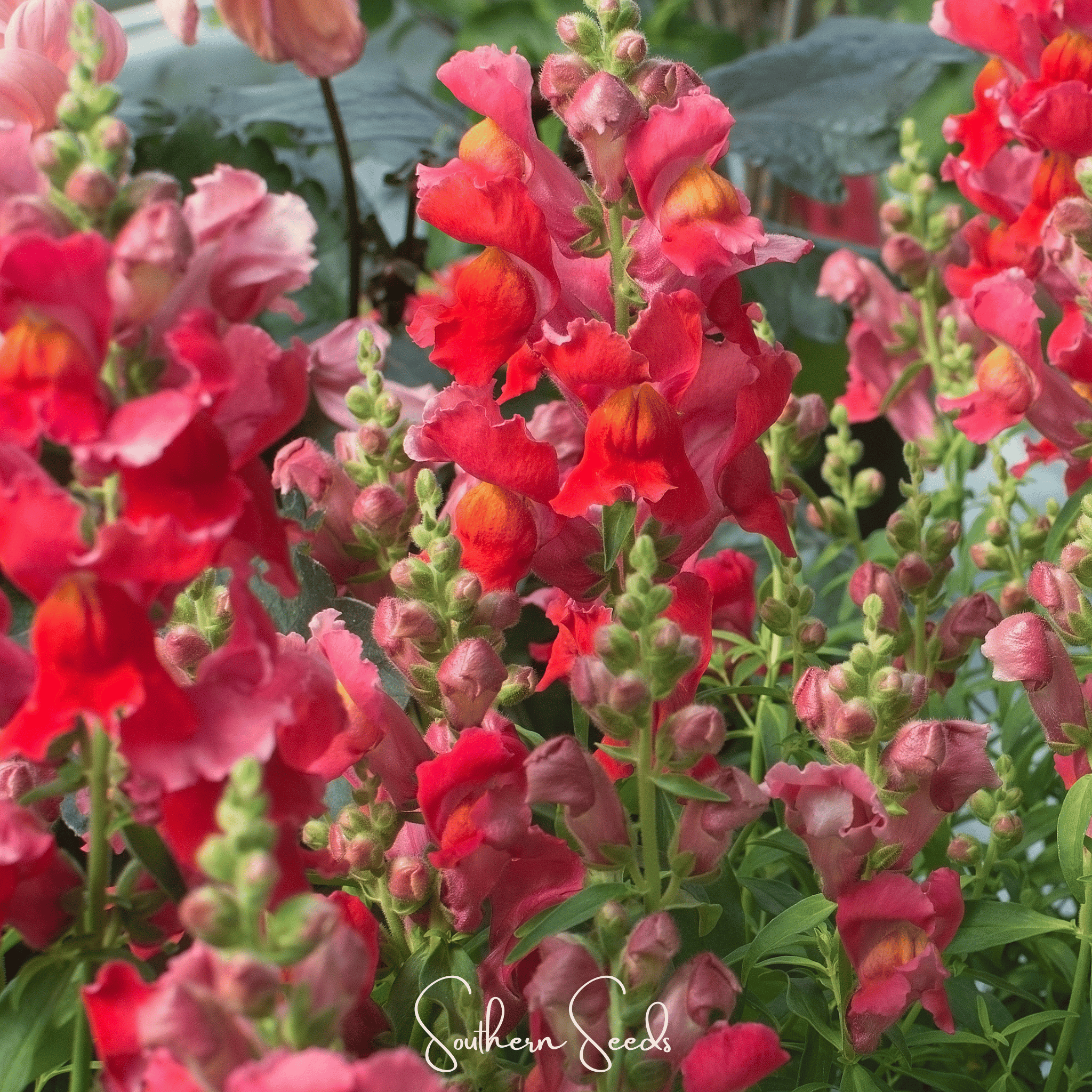 Snapdragon, Defiance (Antirrhinum majus) - 200 Seeds seed packet from Seed Therapy – American - grown, heirloom seeds