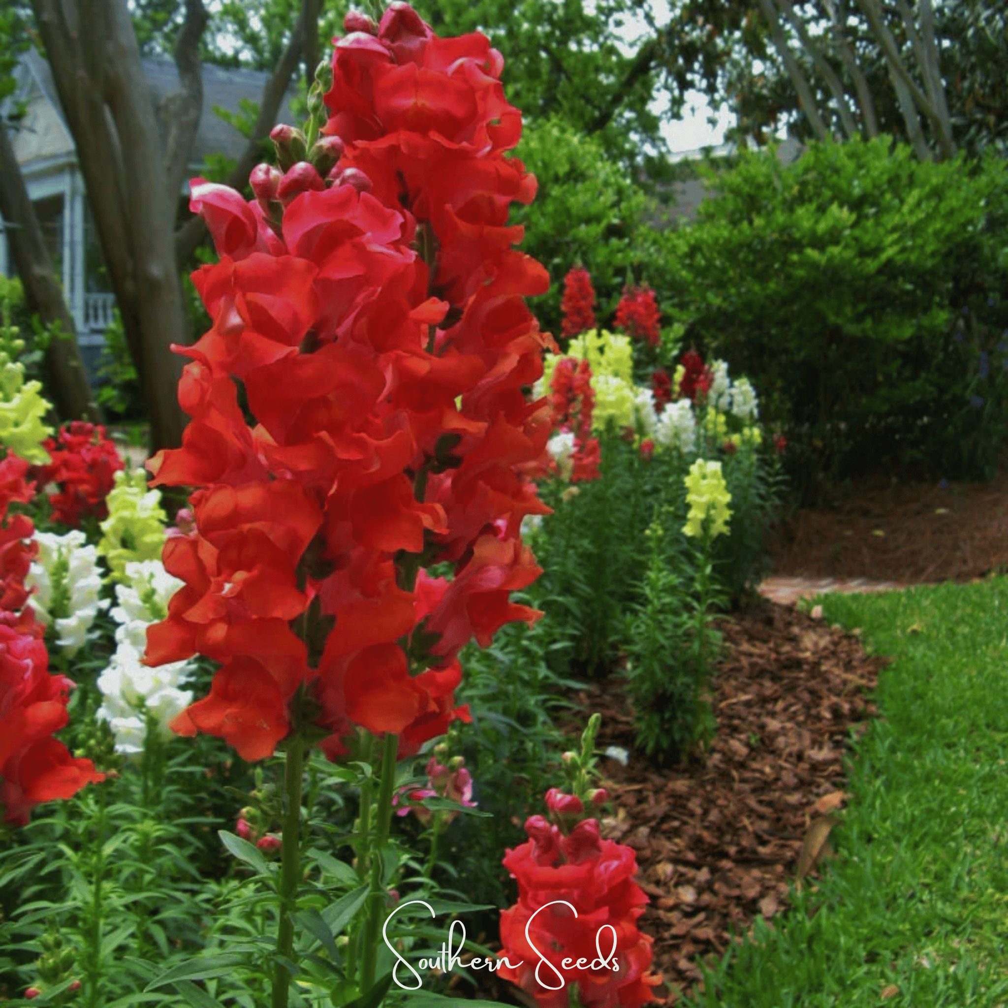 Snapdragon, Defiance (Antirrhinum majus) - 200 Seeds seed packet from Seed Therapy – American - grown, heirloom seeds