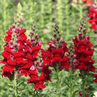 Snapdragon, Defiance (Antirrhinum majus) - 200 Seeds seed packet from Seed Therapy – American - grown, heirloom seeds