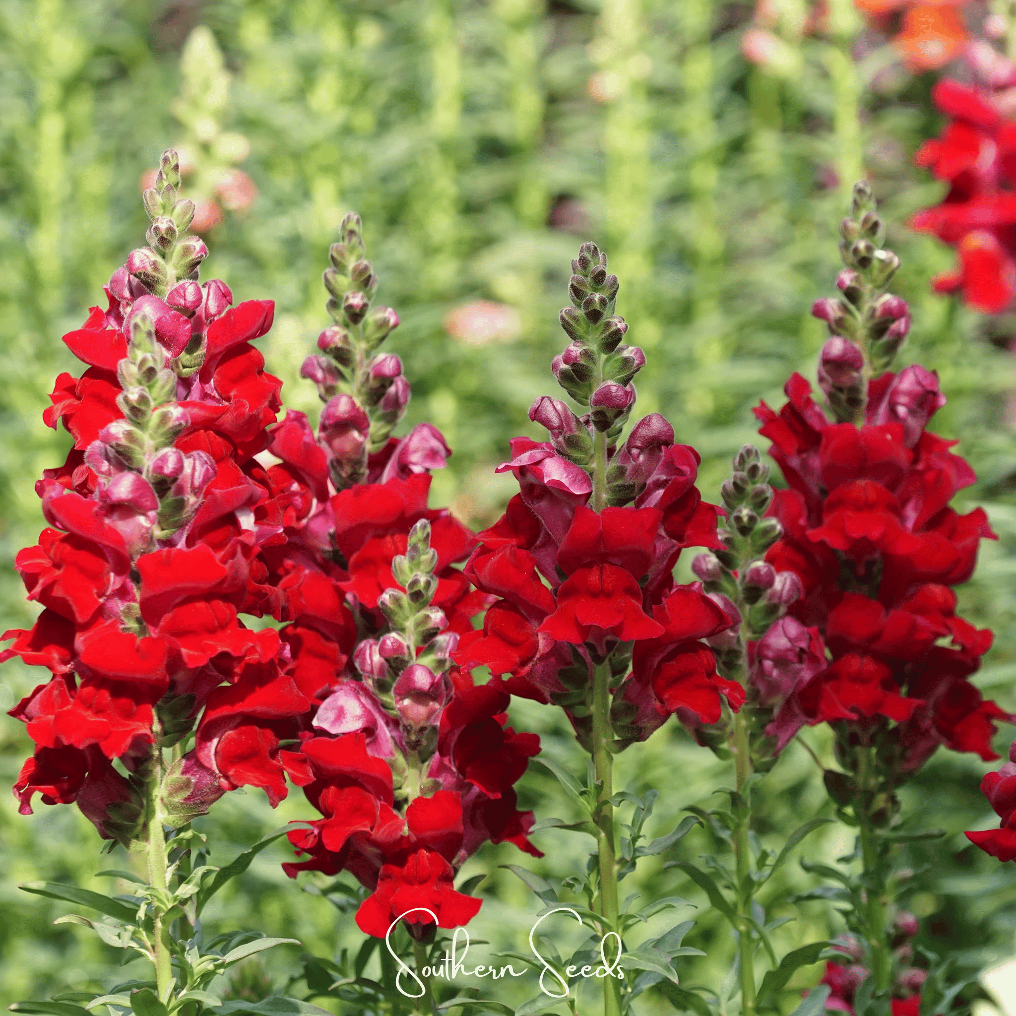 Snapdragon, Defiance (Antirrhinum majus) - 200 Seeds seed packet from Seed Therapy – American - grown, heirloom seeds