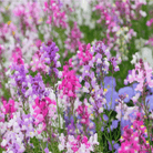 Snapdragon, Northern Lights Mix (Linaria maroccana) - 200 Seeds seed packet from Seed Therapy – American - grown, heirloom seeds
