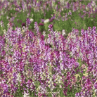 Snapdragon, Northern Lights Mix (Linaria maroccana) - 200 Seeds seed packet from Seed Therapy – American - grown, heirloom seeds