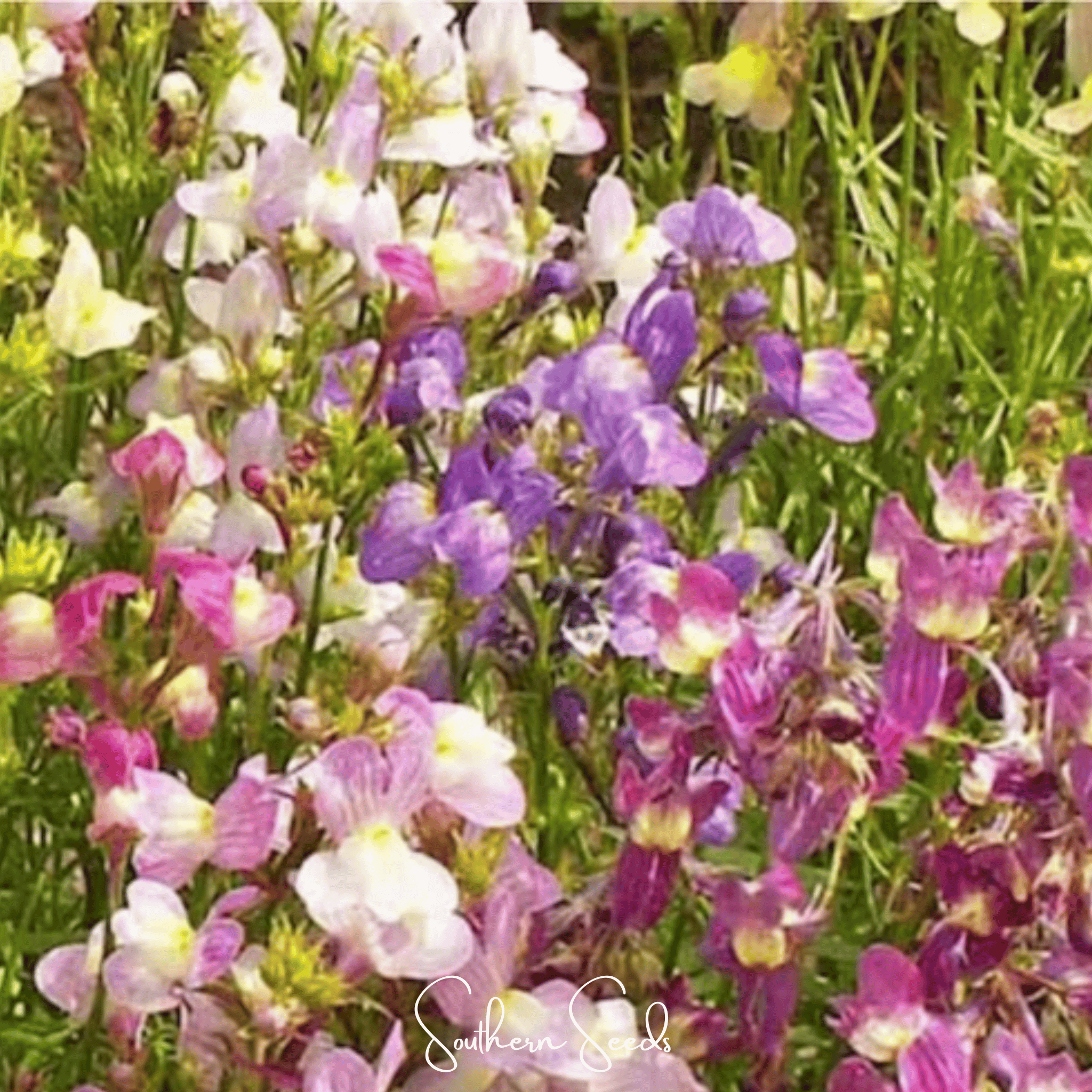 Snapdragon, Northern Lights Mix (Linaria maroccana) - 200 Seeds seed packet from Seed Therapy – American - grown, heirloom seeds