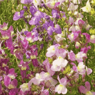 Snapdragon, Northern Lights Mix (Linaria maroccana) - 200 Seeds seed packet from Seed Therapy – American - grown, heirloom seeds