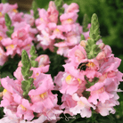 Snapdragon, Rose (Antirrhinum majus) - 200 Seeds seed packet from Seed Therapy – American - grown, heirloom seeds