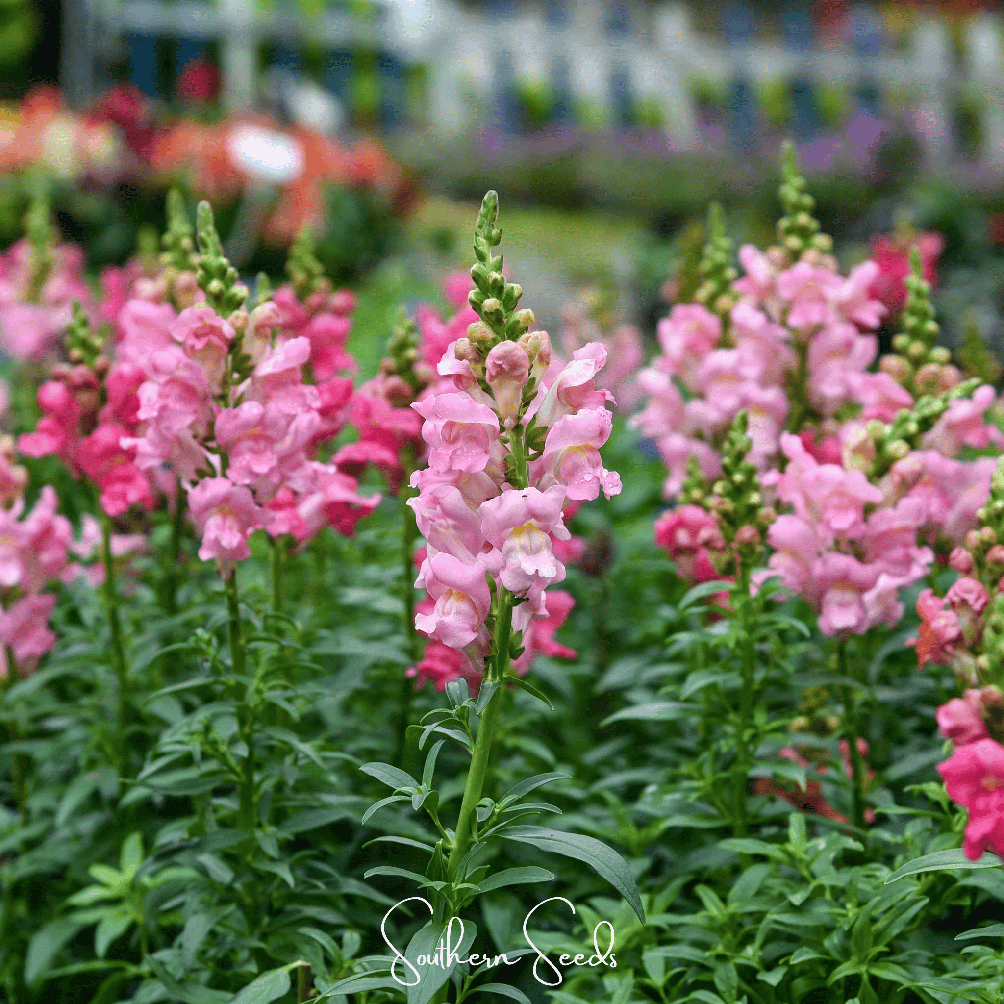 Snapdragon, Rose (Antirrhinum majus) - 200 Seeds seed packet from Seed Therapy – American - grown, heirloom seeds