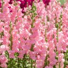 Snapdragon, Rose (Antirrhinum majus) - 200 Seeds seed packet from Seed Therapy – American - grown, heirloom seeds