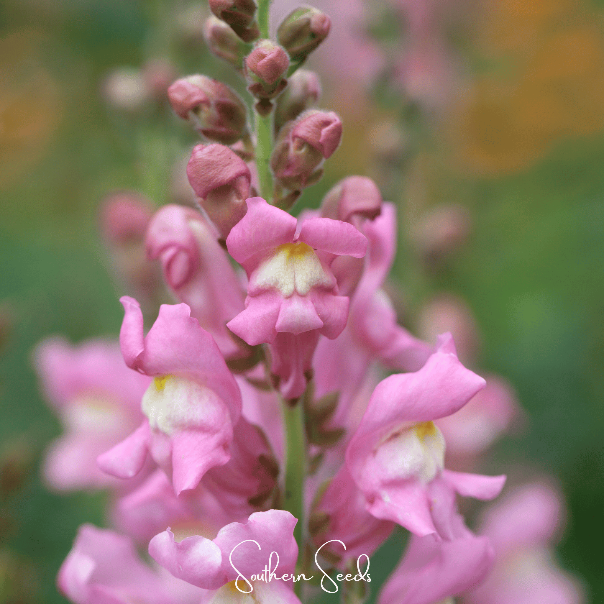 Snapdragon, Rose (Antirrhinum majus) - 200 Seeds seed packet from Seed Therapy – American - grown, heirloom seeds