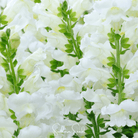 Snapdragon, Snowflake (Antirrhinum majus) - 200 Seeds seed packet from Seed Therapy – American - grown, heirloom seeds