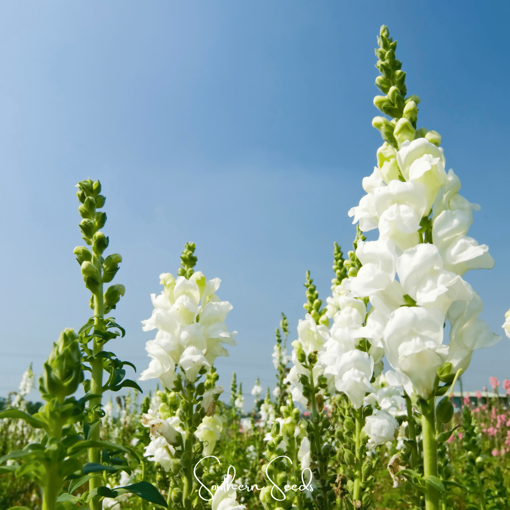 Snapdragon, Snowflake (Antirrhinum majus) - 200 Seeds seed packet from Seed Therapy – American - grown, heirloom seeds