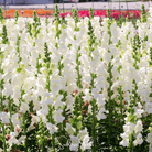 Snapdragon, Snowflake (Antirrhinum majus) - 200 Seeds seed packet from Seed Therapy – American - grown, heirloom seeds