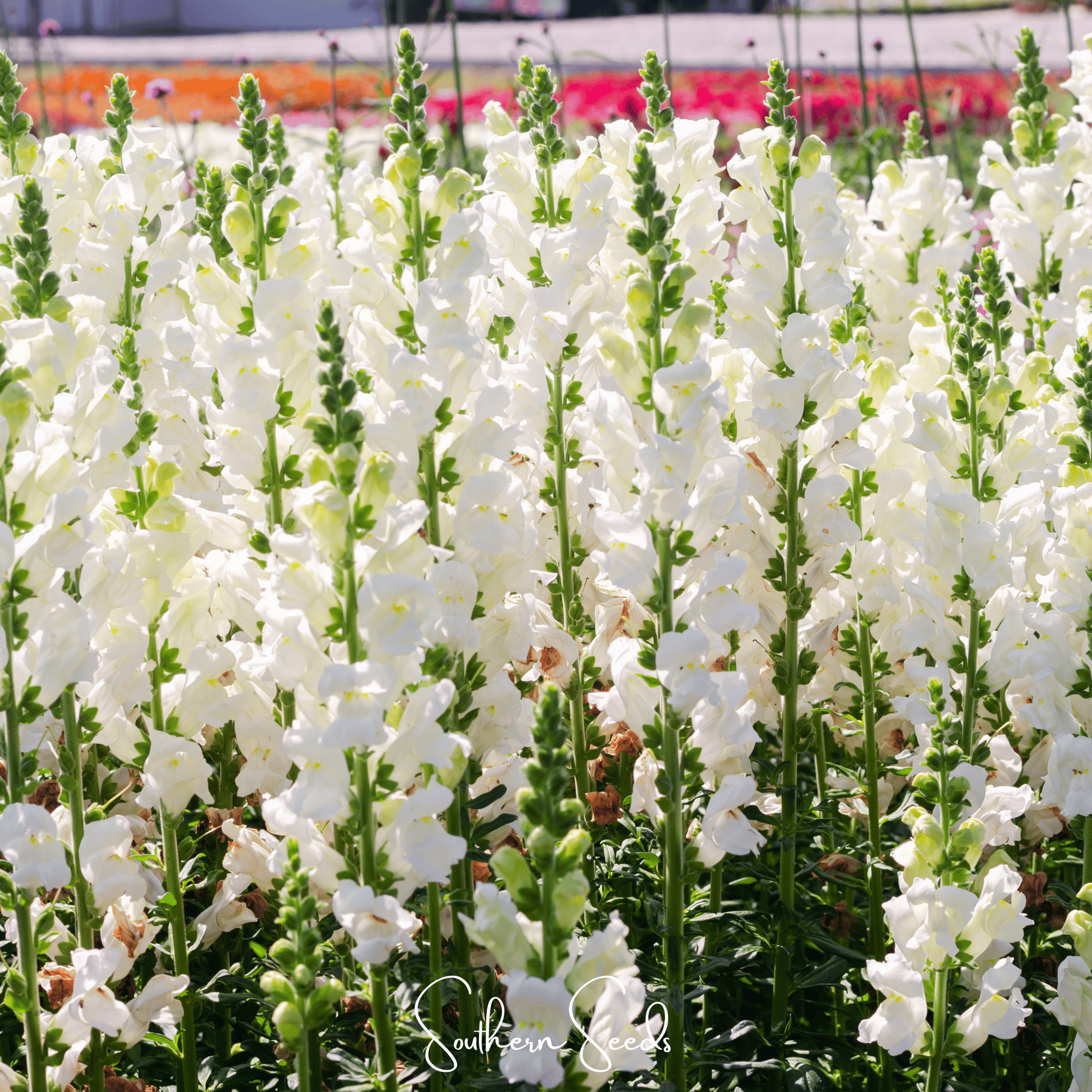Snapdragon, Snowflake (Antirrhinum majus) - 200 Seeds seed packet from Seed Therapy – American - grown, heirloom seeds