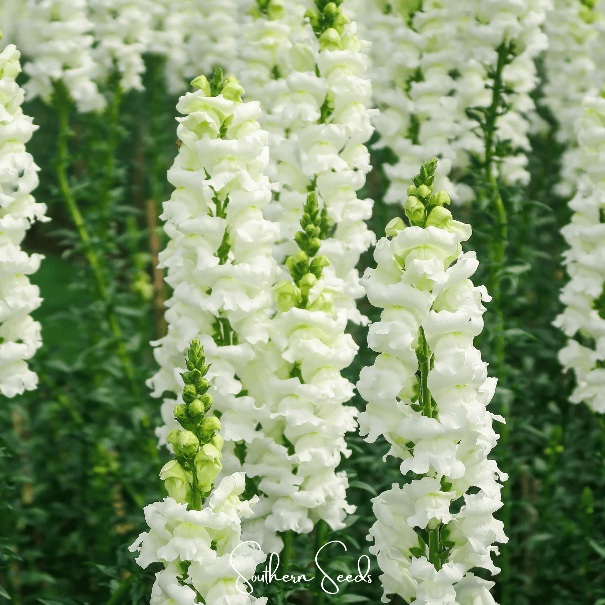 Snapdragon, Snowflake (Antirrhinum majus) - 200 Seeds seed packet from Seed Therapy – American - grown, heirloom seeds