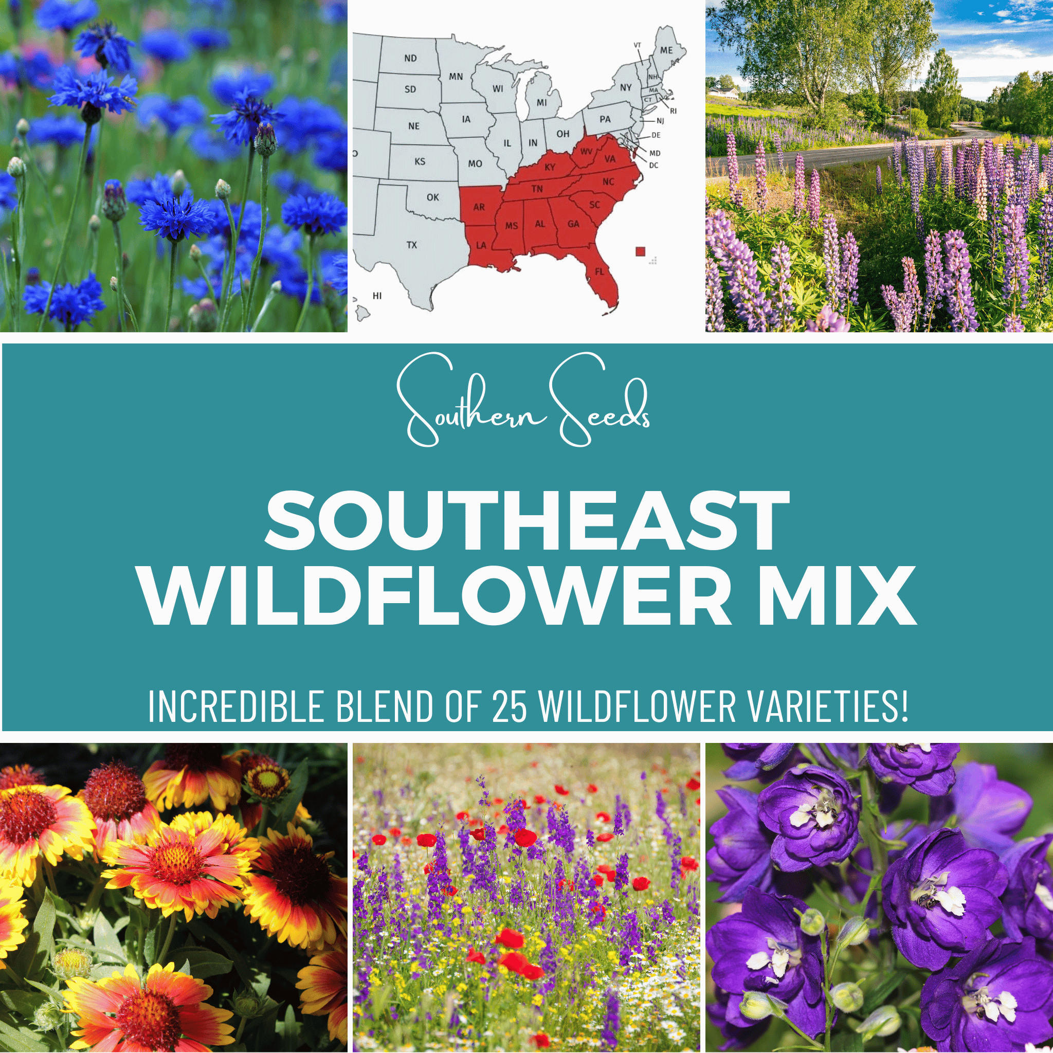 Southeast Wildflower Seed Mix - 24 Flower Varieties - 1,000 Seeds seed packet from Seed Therapy – American - grown, heirloom seeds