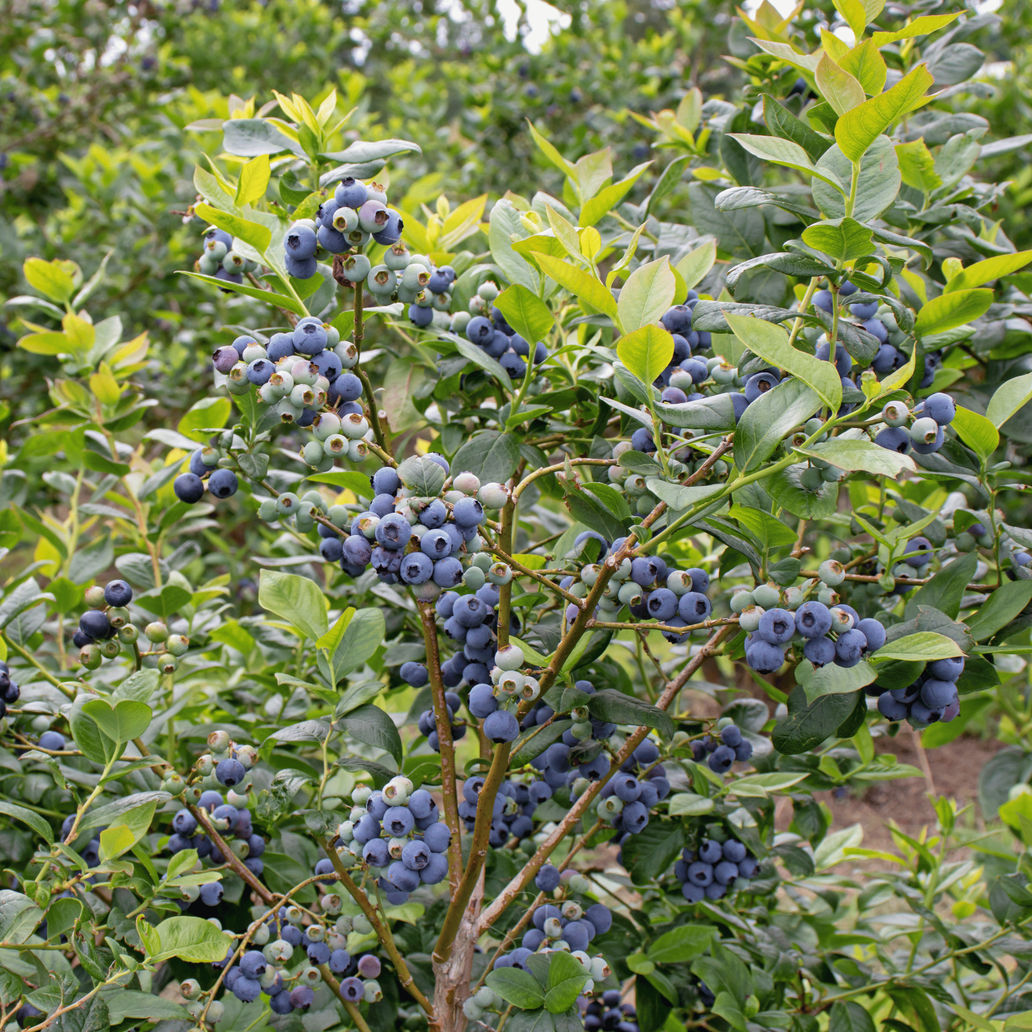 Southern Highbush Blueberry – 50 Seeds seed packet from Seed Therapy – American - grown, heirloom seeds