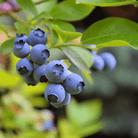 Southern Highbush Blueberry – 50 Seeds seed packet from Seed Therapy – American - grown, heirloom seeds