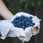 Southern Highbush Blueberry – 50 Seeds seed packet from Seed Therapy – American - grown, heirloom seeds