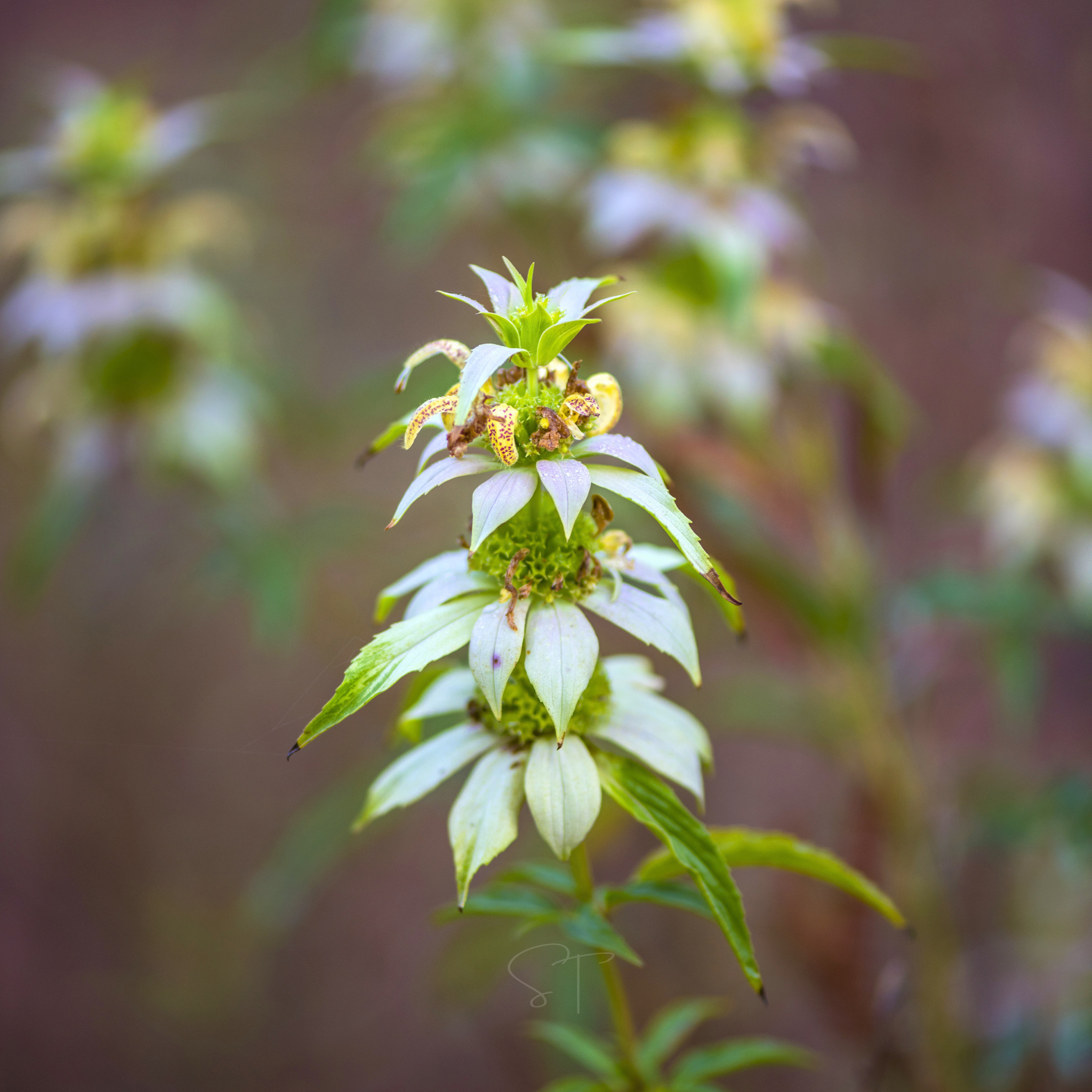 Spotted Bee Balm (Horsemint) – 50 Seeds seed packet from Seed Therapy – American - grown, heirloom seeds