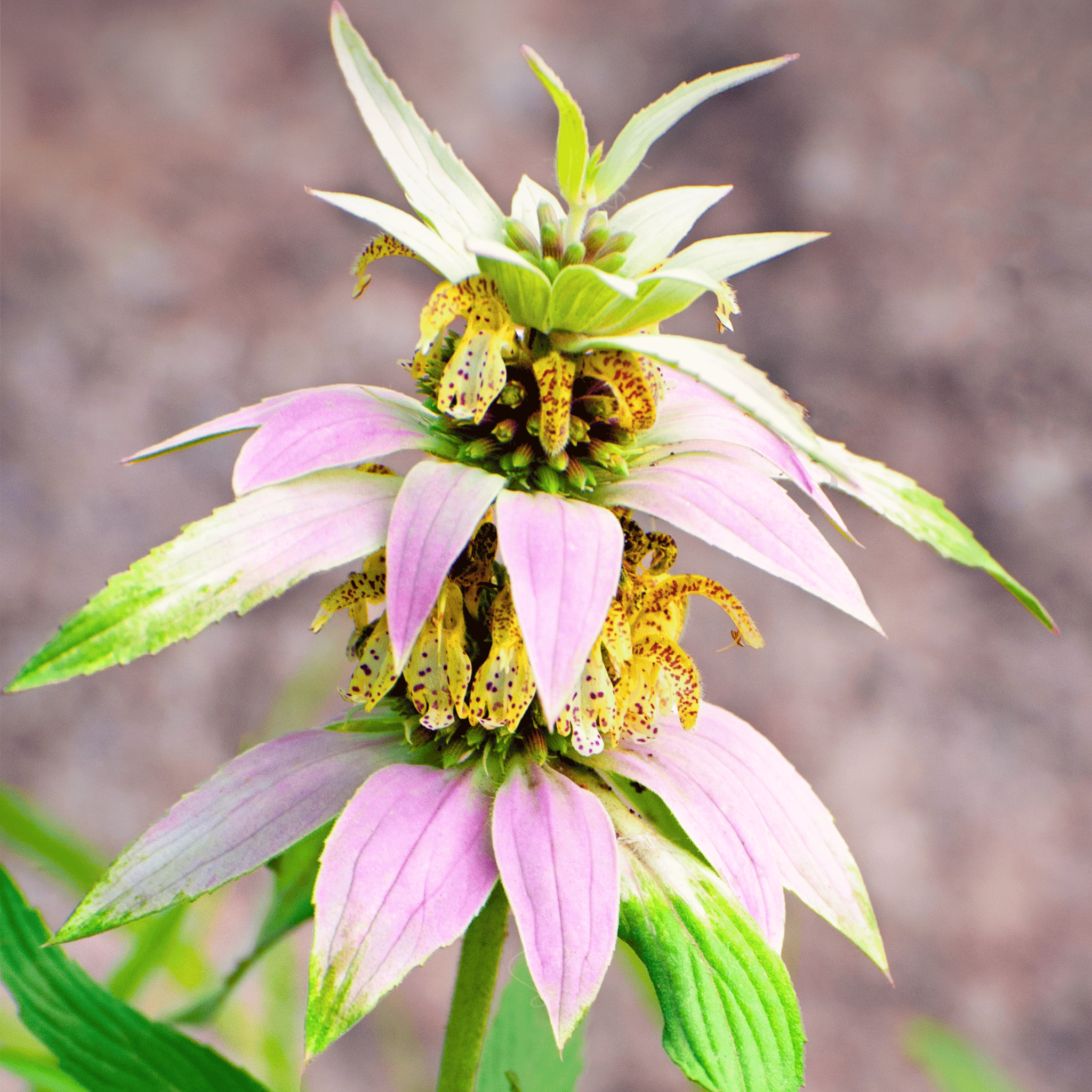 Spotted Bee Balm (Horsemint) – 50 Seeds seed packet from Seed Therapy – American - grown, heirloom seeds
