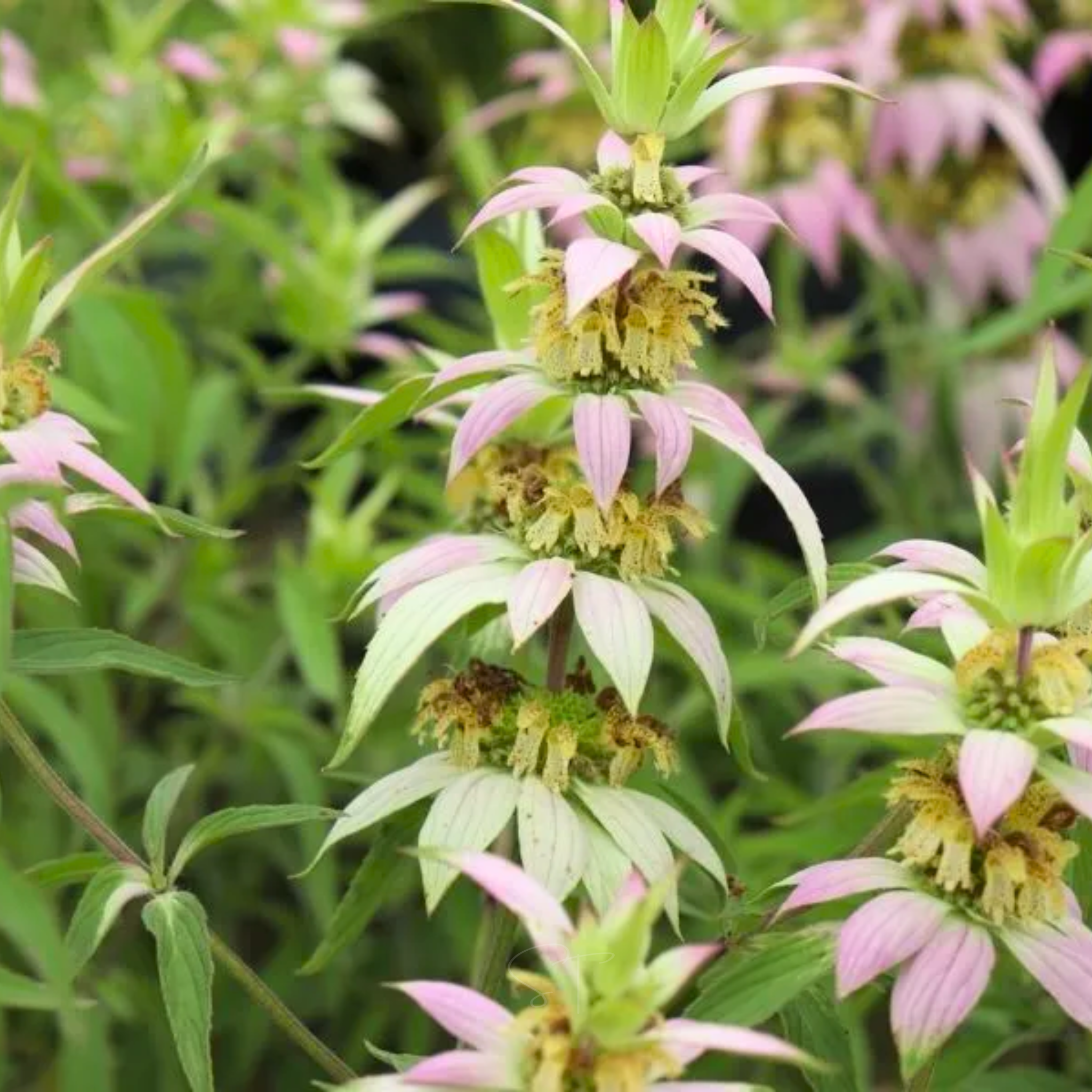 Spotted Bee Balm (Horsemint) – 50 Seeds seed packet from Seed Therapy – American - grown, heirloom seeds