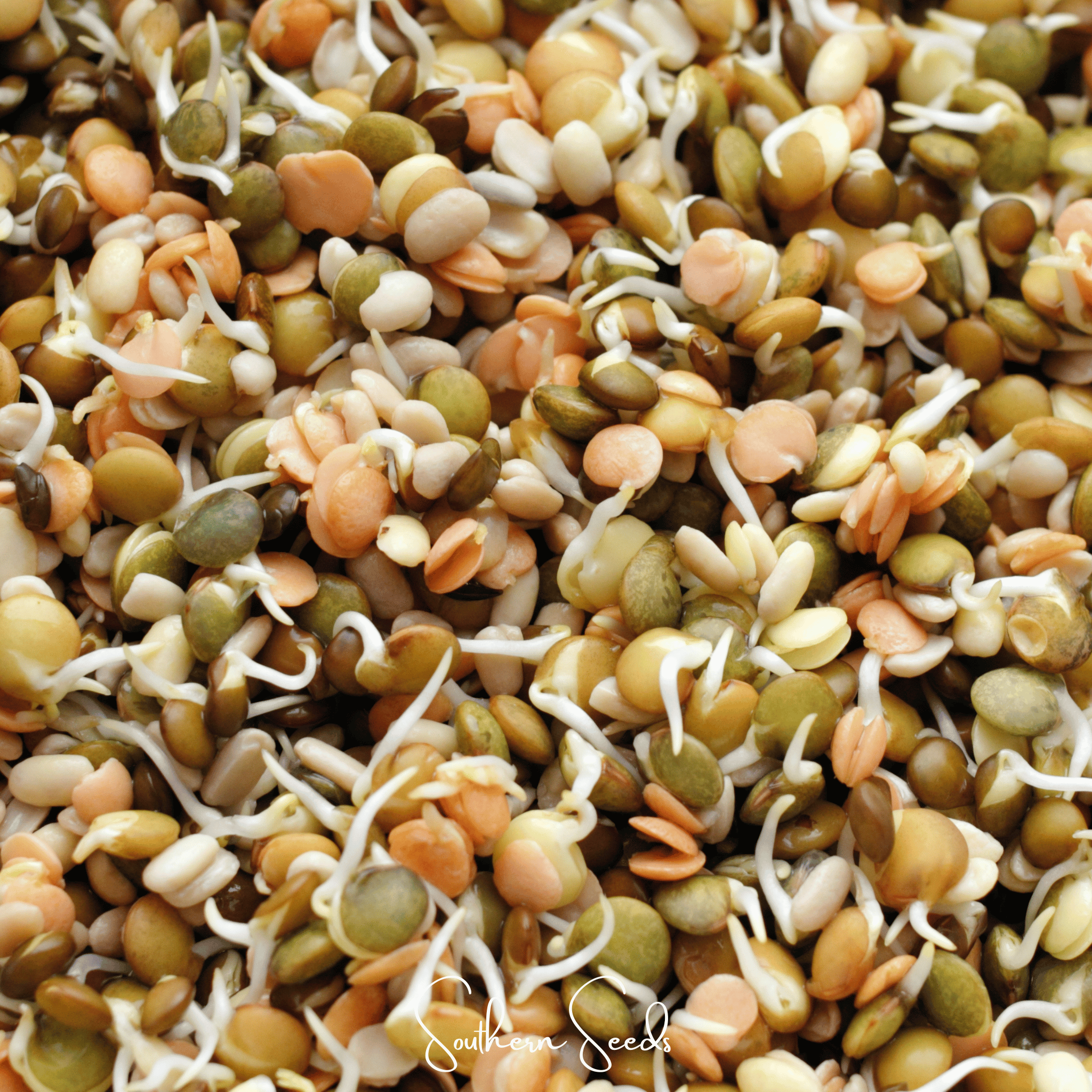Sprout, Crunchy Lentils Mix - 500 Seeds seed packet from Seed Therapy – American - grown, heirloom seeds