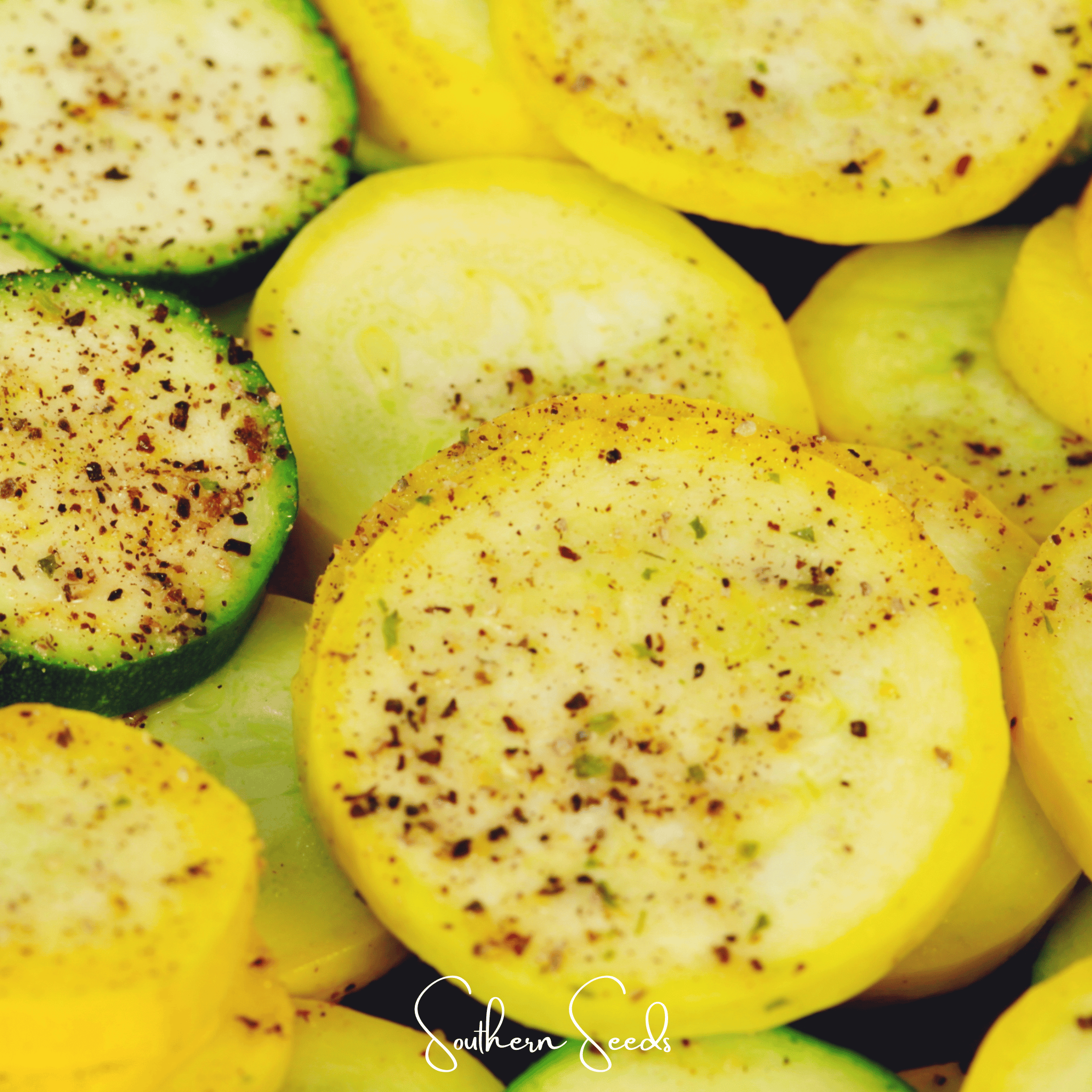 Squash, Early Prolific Straightneck (Cucurbita pepo) - 50 Seeds seed packet from Seed Therapy – American - grown, heirloom seeds