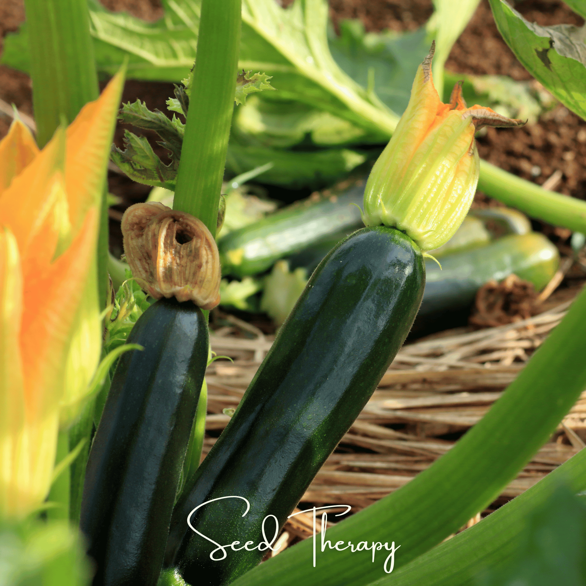 Squash, Zucchini, Black Beauty Summer (Cucurbita pepo) - 25 Seeds seed packet from Seed Therapy – American - grown, heirloom seeds