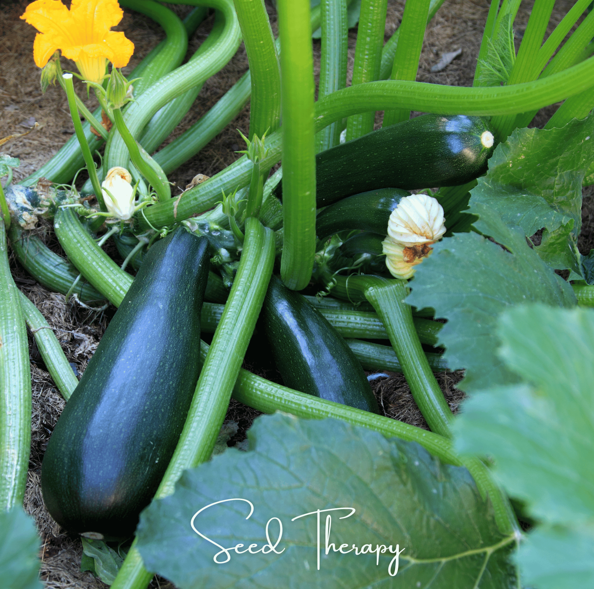 Squash, Zucchini, Black Beauty Summer (Cucurbita pepo) - 25 Seeds seed packet from Seed Therapy – American - grown, heirloom seeds