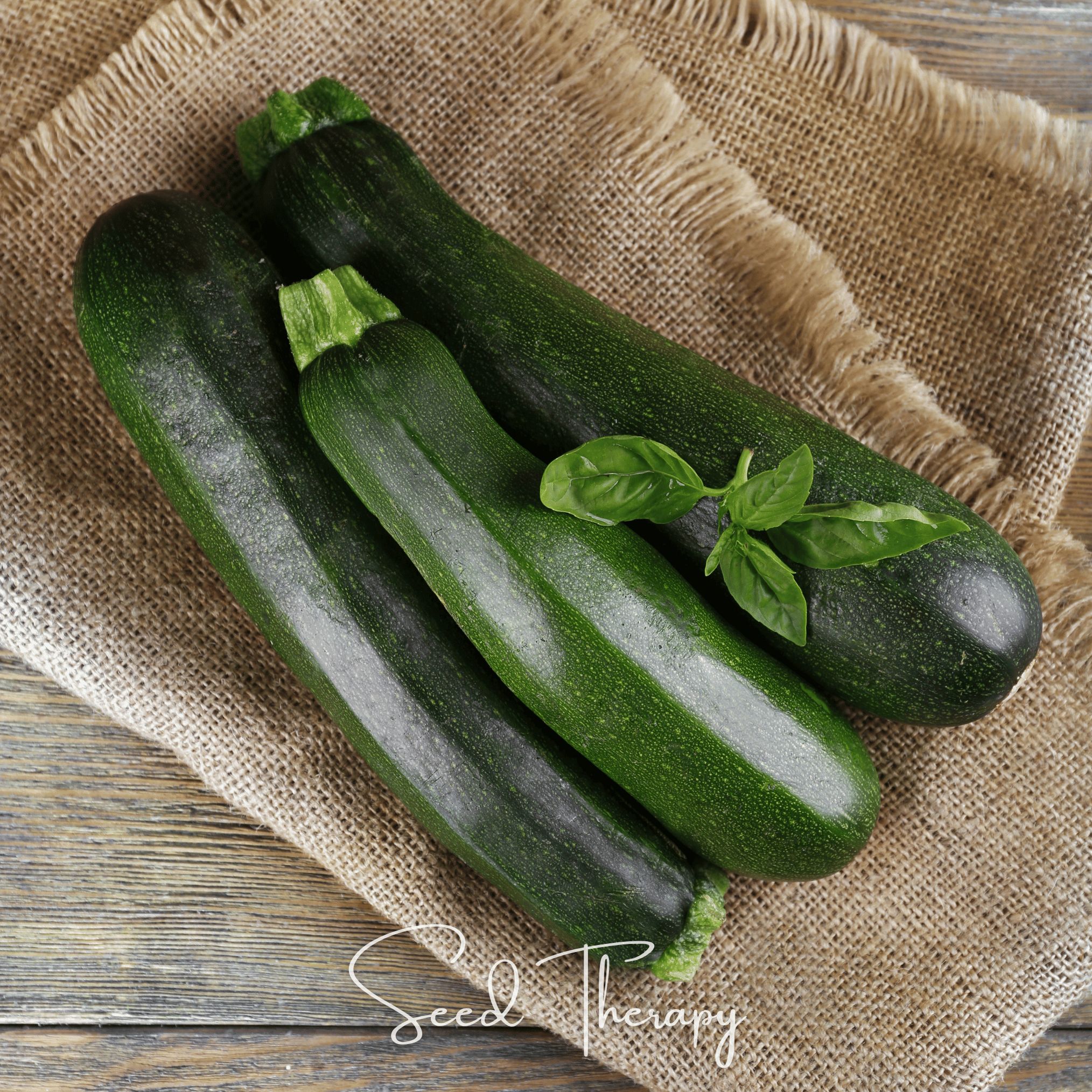 Squash, Zucchini, Dark Green Summer (Cucurbita pepo) - 25 seeds seed packet from Seed Therapy – American - grown, heirloom seeds