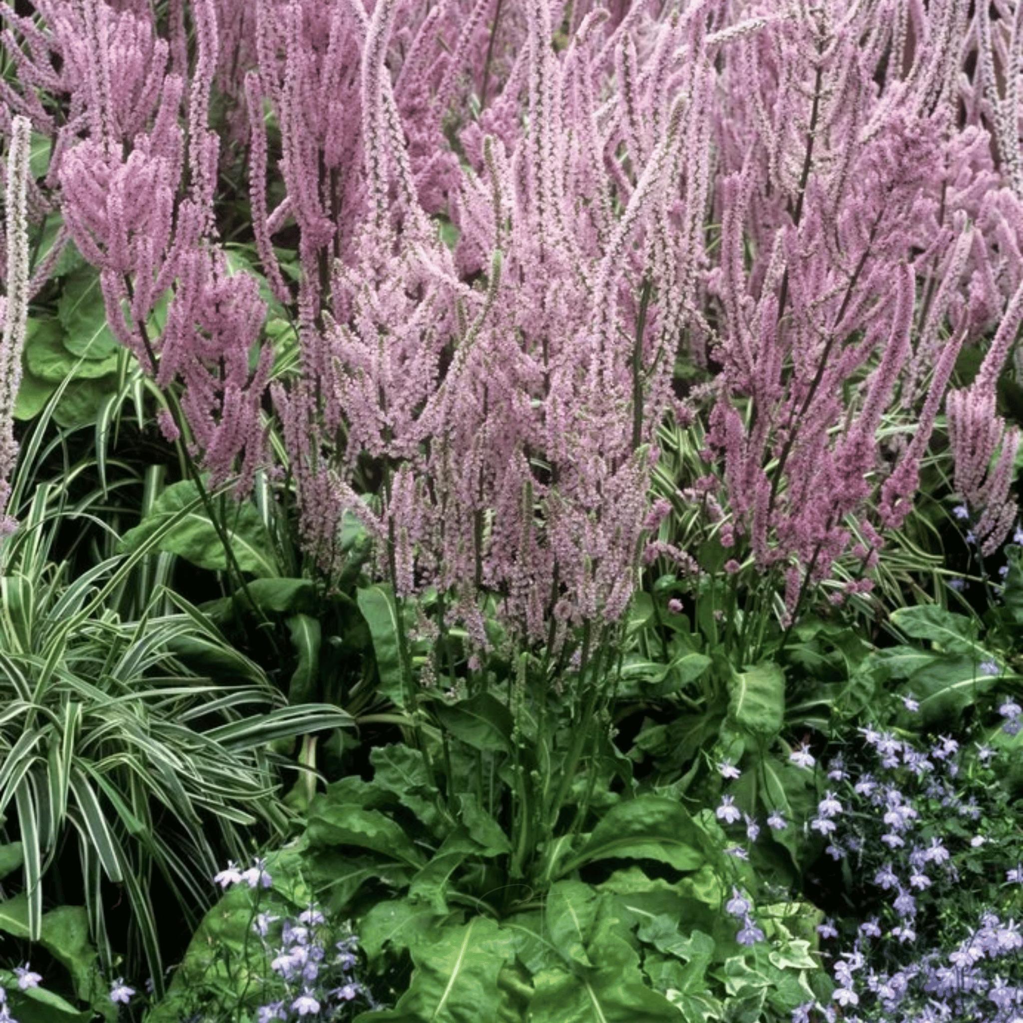 Statice Pink Pokers – 50 Seeds seed packet from Seed Therapy – American - grown, heirloom seeds