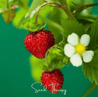 Strawberry, Wild Red (Fragaria vesca) - 200 Seeds seed packet from Seed Therapy – American - grown, heirloom seeds
