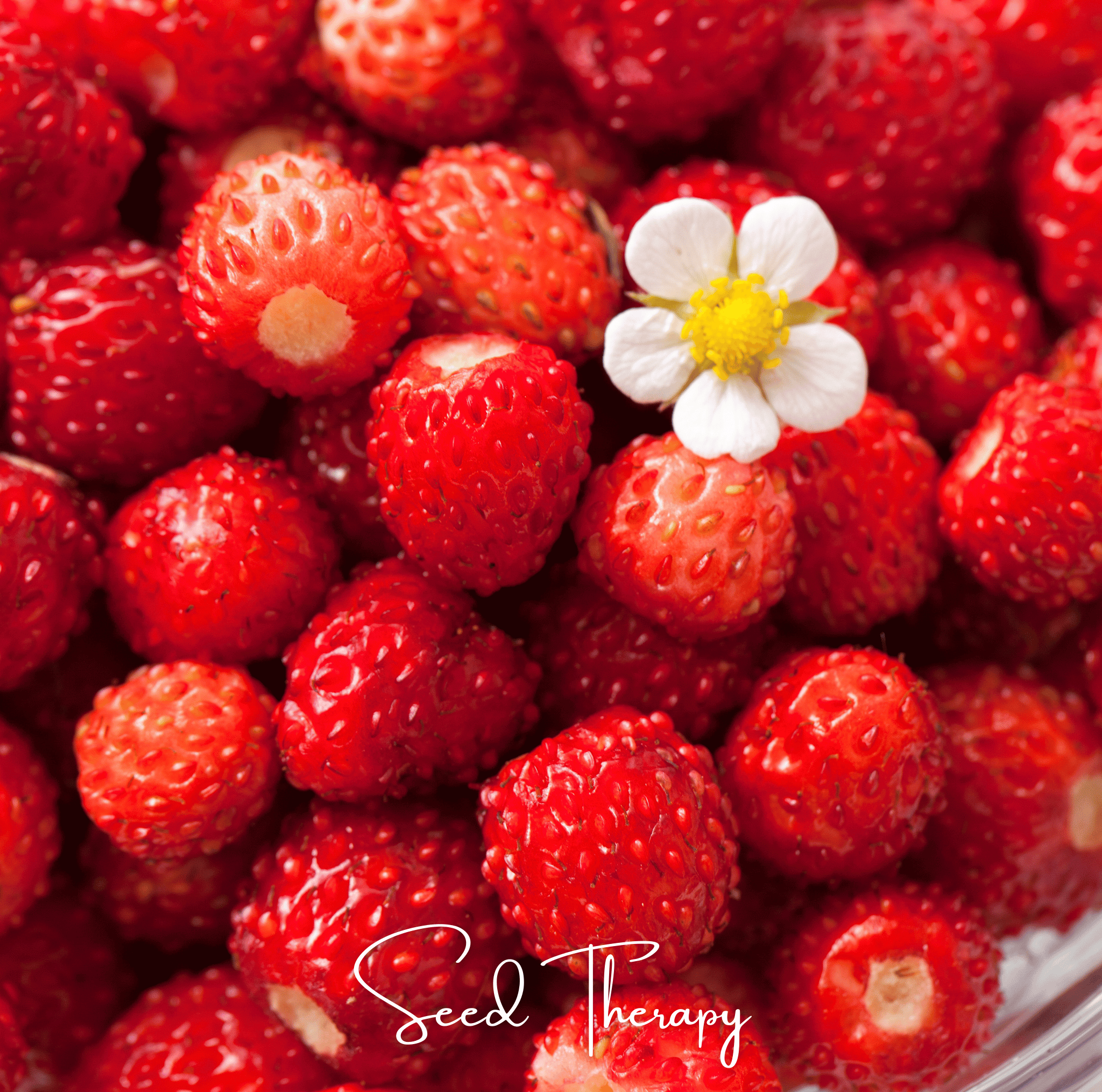 Strawberry, Wild Red (Fragaria vesca) - 200 Seeds seed packet from Seed Therapy – American - grown, heirloom seeds