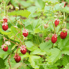 Strawberry, Wild Red (Fragaria vesca) - 200 Seeds seed packet from Seed Therapy – American - grown, heirloom seeds