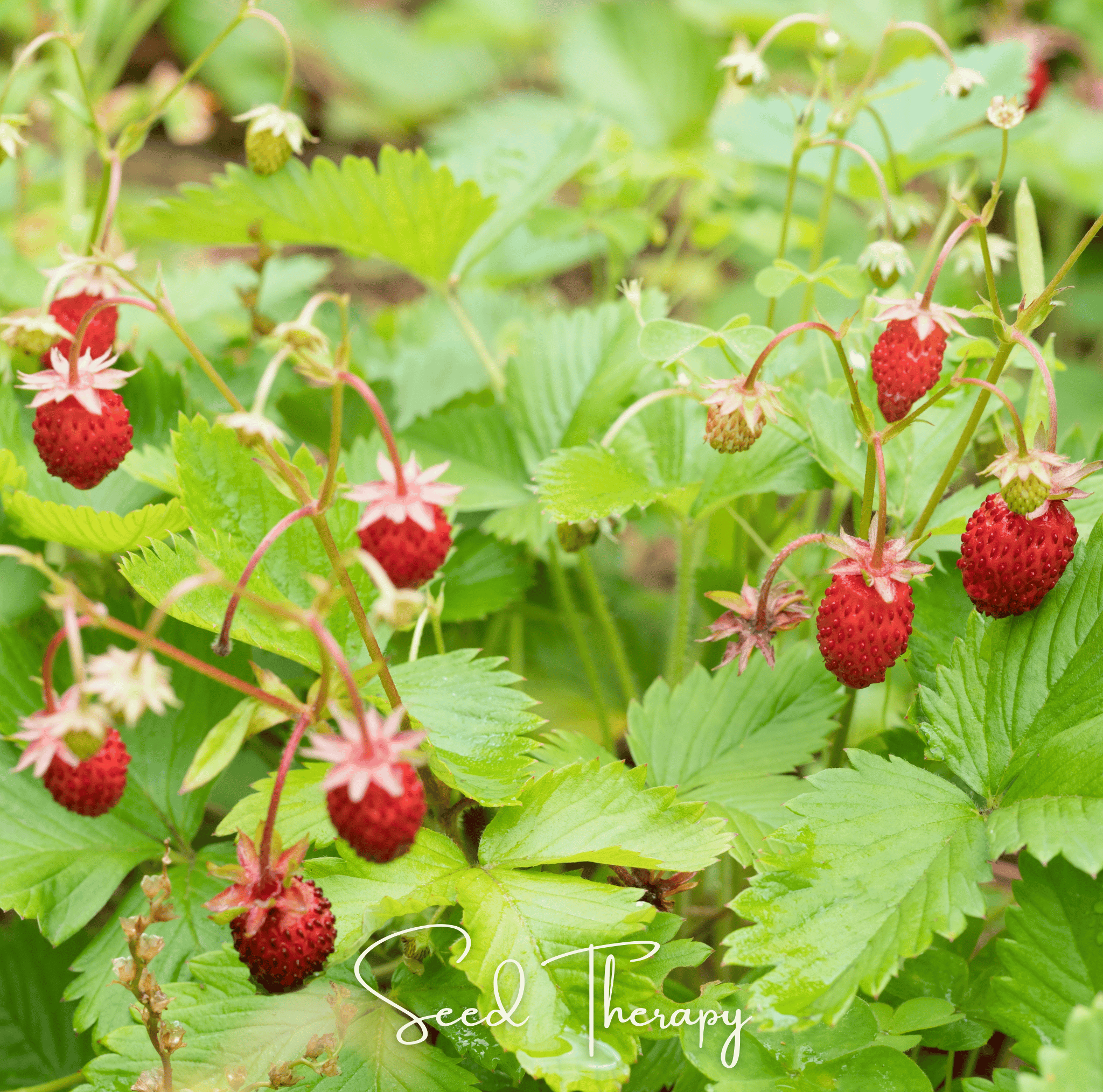 Strawberry, Wild Red (Fragaria vesca) - 200 Seeds seed packet from Seed Therapy – American - grown, heirloom seeds