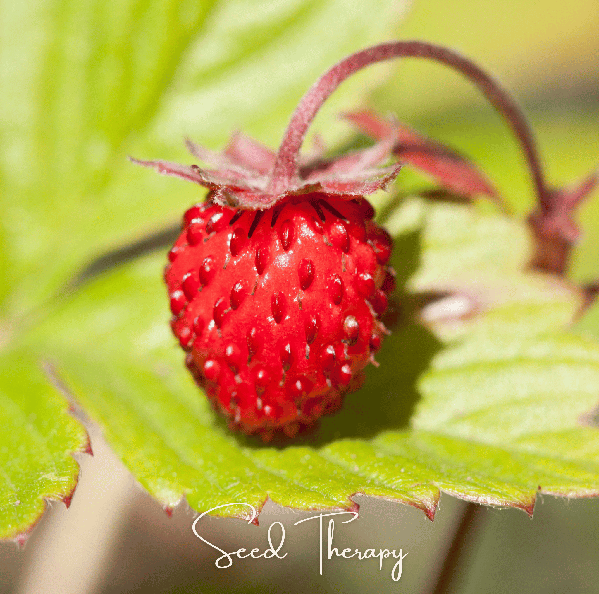 Strawberry, Wild Red (Fragaria vesca) - 200 Seeds seed packet from Seed Therapy – American - grown, heirloom seeds