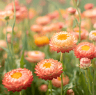 Strawflower, Apricot Peach (Xerochrysum bracteatum) - 25 Seeds seed packet from Seed Therapy – American - grown, heirloom seeds