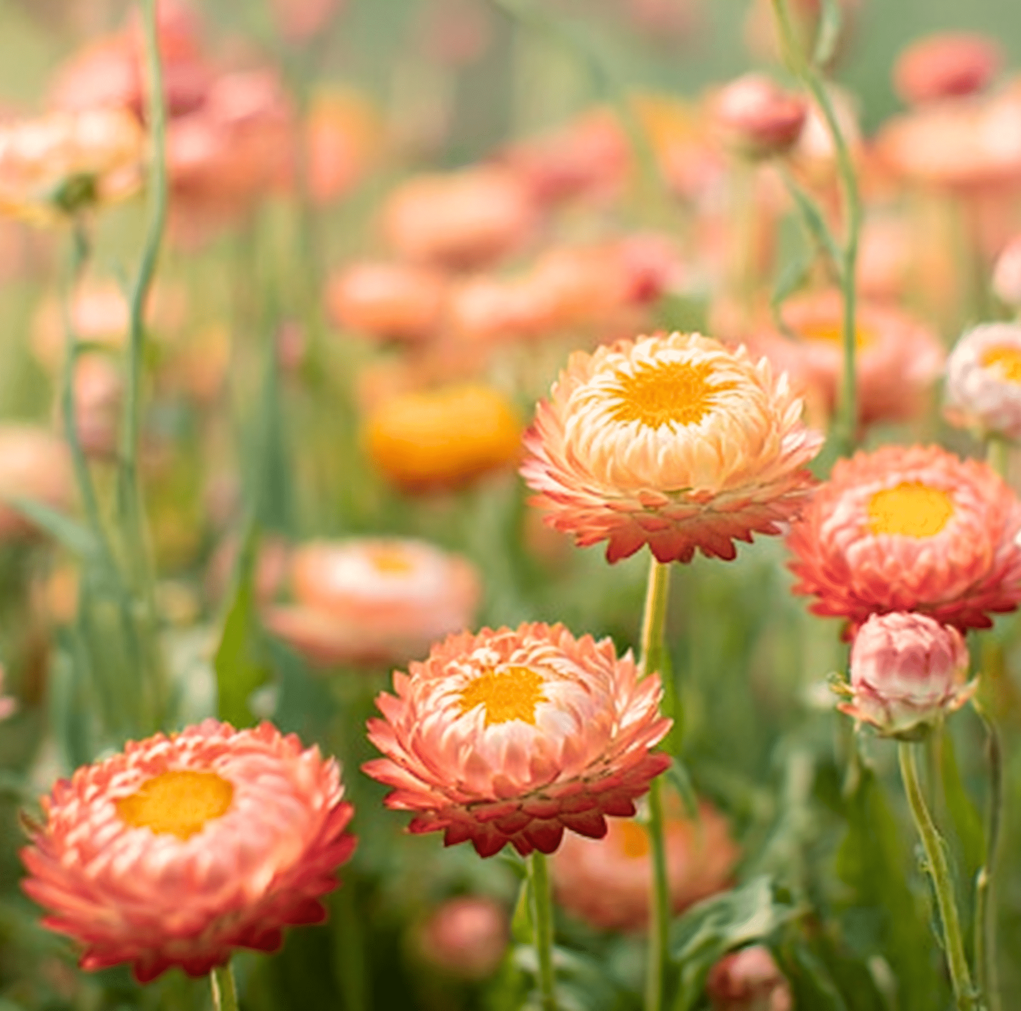 Strawflower, Apricot Peach (Xerochrysum bracteatum) - 25 Seeds seed packet from Seed Therapy – American - grown, heirloom seeds