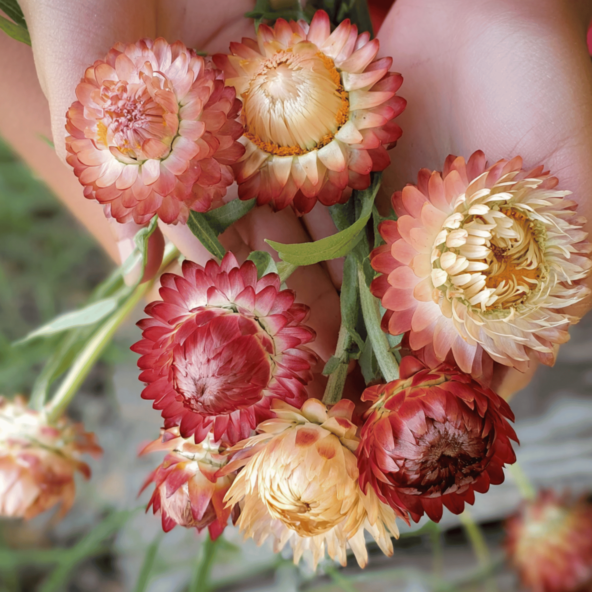 Strawflower, Apricot Peach (Xerochrysum bracteatum) - 25 Seeds seed packet from Seed Therapy – American - grown, heirloom seeds