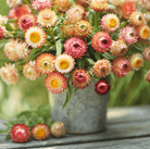 Strawflower, Apricot Peach (Xerochrysum bracteatum) - 25 Seeds seed packet from Seed Therapy – American - grown, heirloom seeds