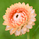 Strawflower, Apricot Peach (Xerochrysum bracteatum) - 25 Seeds seed packet from Seed Therapy – American - grown, heirloom seeds