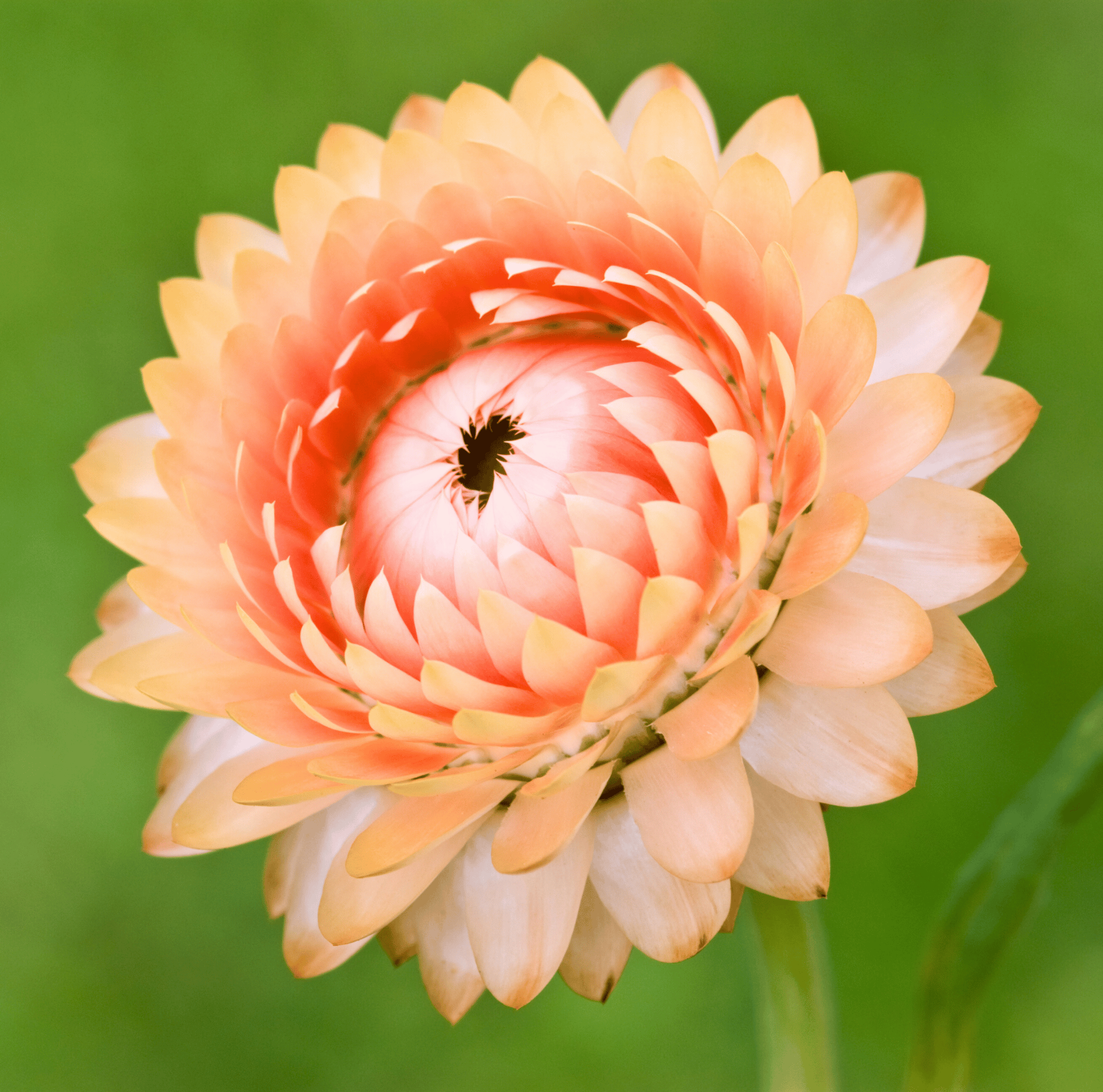 Strawflower, Apricot Peach (Xerochrysum bracteatum) - 25 Seeds seed packet from Seed Therapy – American - grown, heirloom seeds