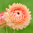 Strawflower, Apricot Peach (Xerochrysum bracteatum) - 25 Seeds seed packet from Seed Therapy – American - grown, heirloom seeds