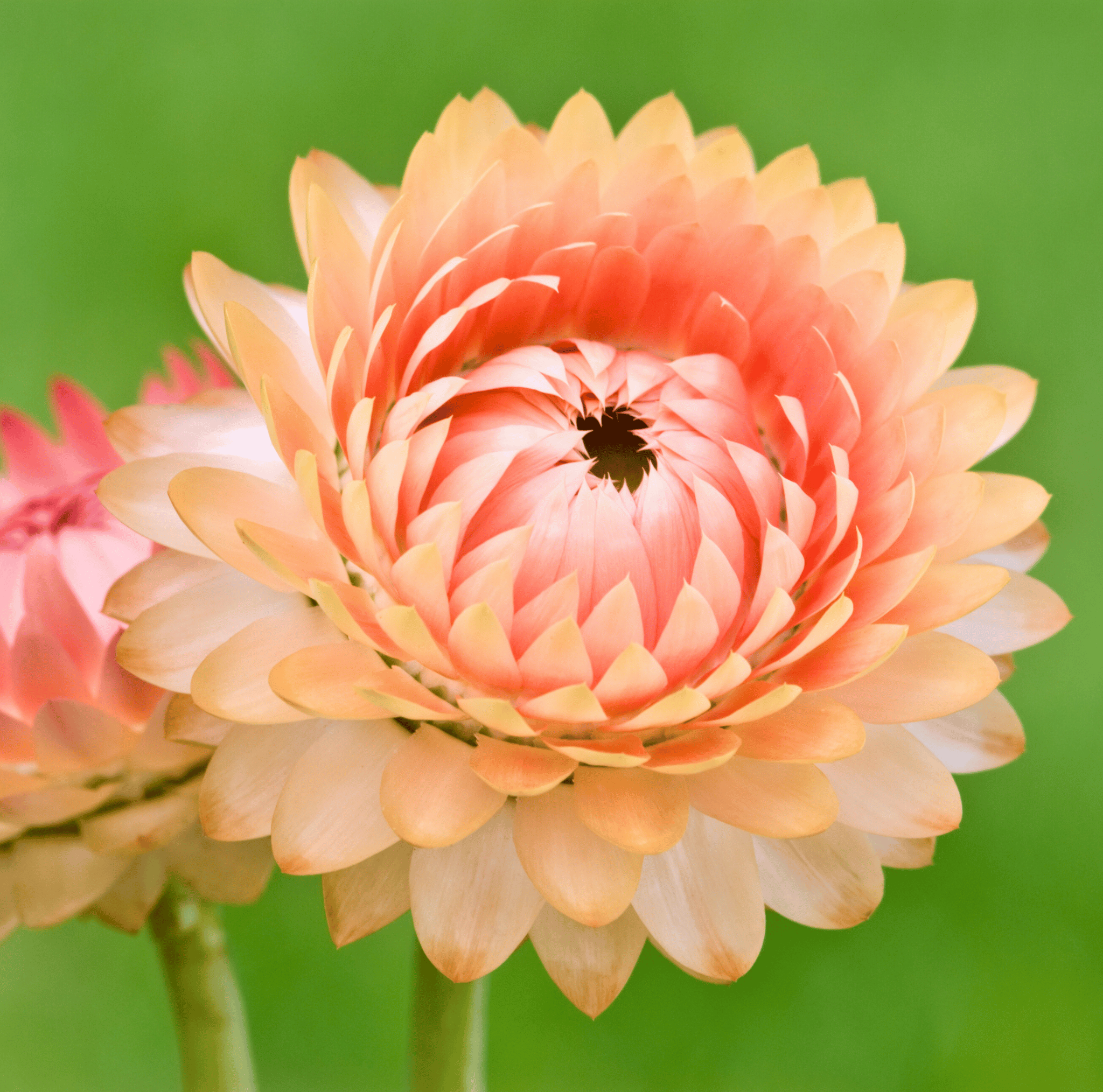 Strawflower, Apricot Peach (Xerochrysum bracteatum) - 25 Seeds seed packet from Seed Therapy – American - grown, heirloom seeds