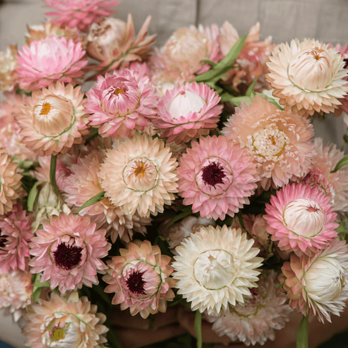 sterling silver rose seeds Strawflower, Silver Rose (Xerochrysum bracteata) - 25 Seeds
