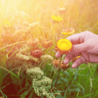Strawflower, Yellow (Helichrysum bracteatum) - 100 Seeds seed packet from Seed Therapy – American - grown, heirloom seeds