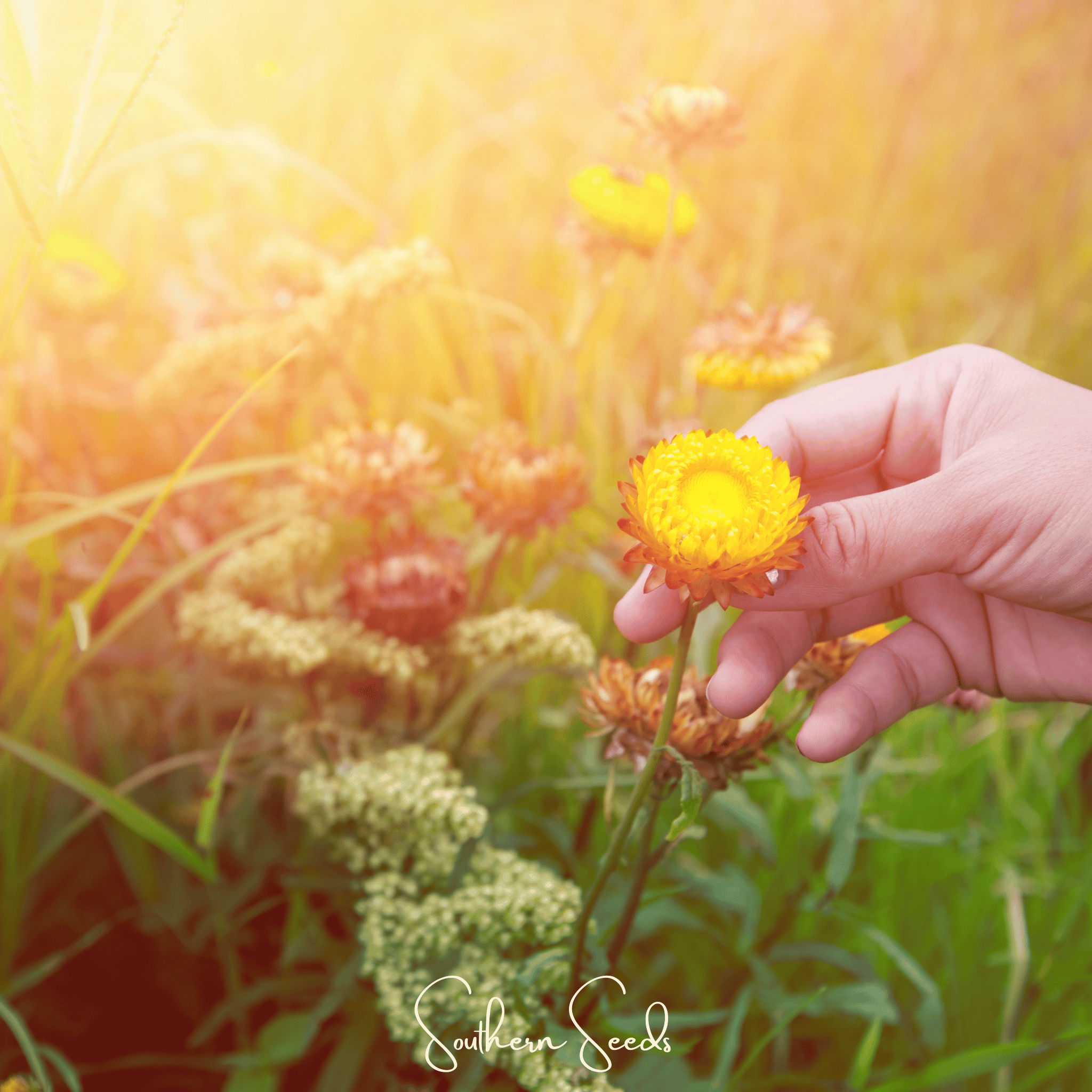 Strawflower, Yellow (Helichrysum bracteatum) - 100 Seeds seed packet from Seed Therapy – American - grown, heirloom seeds