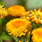 Strawflower, Yellow (Helichrysum bracteatum) - 100 Seeds seed packet from Seed Therapy – American - grown, heirloom seeds